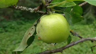 Яблочко. Русская-народная песня. Караоке