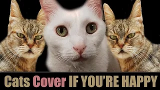 IF YOU'RE HAPPY AND YOU KNOW IT - CATS COVER