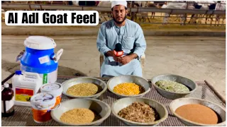 Complete Goat Feed & Diet Info by Al Adl Goat Farm