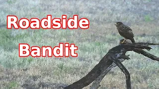 Unveiling the Truth About Roadside Hawk a Roadside Bandit