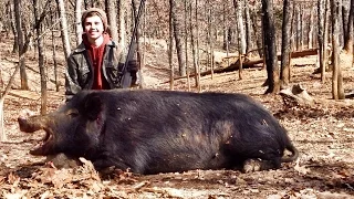 Giant Hog Killed in Missouri