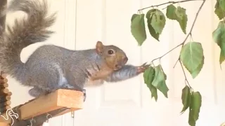 Rescued Squirrel Gives His Family Endless Entertainment