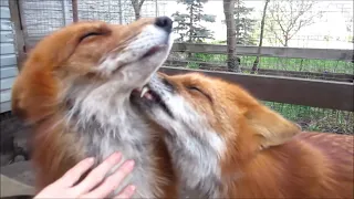 Red Foxes Grooming Each Other