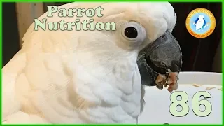 Feed Your Bird a Healthy Diet | Ep.86: Parrot Nutrition | Cockatude: Cockatoos with Attitude