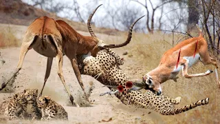 Leopard Uses All The Last Strength To Protect The Baby Leopard From Impala #leopard #impala #animal