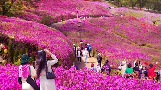 GUNPO Azalea Festival 2024, Beautiful Hot Spot Nearby SEOUL, Gyeonggi-do Travel,Seoul Travel Walker
