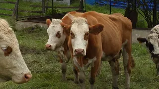 Ganadería Doble Propósito - Campo - El Mundo del Campo