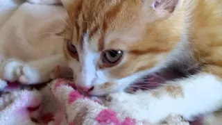 кот Васька сосет одеяло