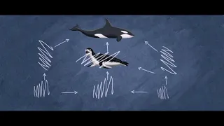 Overfishing explained