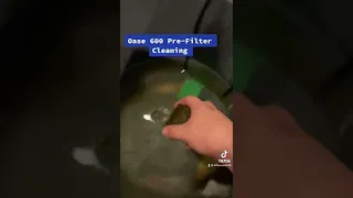 Oase 600 Pre Filter Cleaning