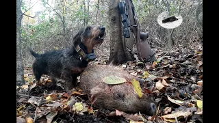 Hunting wild boar with dog 2020 - Wildschweinjagd mit Hund