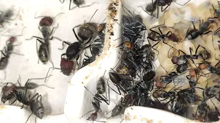Жизнь Camponotus singularis