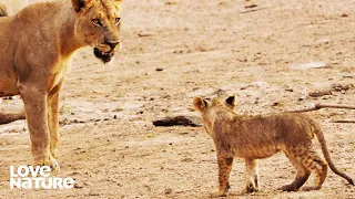 Lost Lion Cub in Grave Danger When His Family Turns on Him