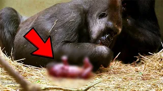 Gorilla Gives Birth to Something Rare, The Staff Screamed When They Saw Her Newborn!