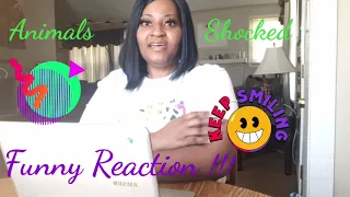 Animals Getting Shocked Reaction