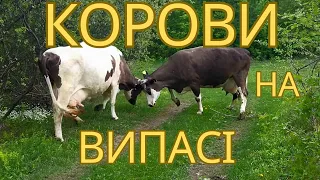 ВЛОГ:корови на пасовищі🐄без мотузок,без електропастуху і не в череді🐄Природа☘️Краса🦋Спокій🍃