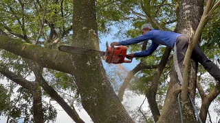 Amazing skills… cut down branched trembesi tree.