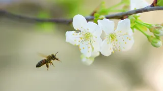 Blossom flowers and busy bees / Цветение и пчелки трудяжки