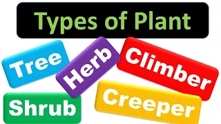 Types of Plant for kids | Trees, Shrubs, Herbs, Climbers, Creepers | Classifications the Plants