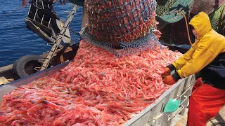 Amazing Shrimp Catching, Shrimp Fishing, Catch Lot Of Shrimp With Big Boat - Biggest Shrimp Caught