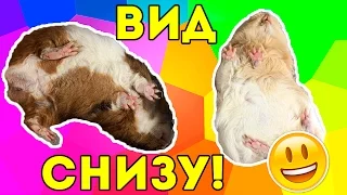 МОРСКИЕ СВИНКИ: ВИД СНИЗУ! ВЫЗОВ БЛОГЕРАМ от SvinkiShow