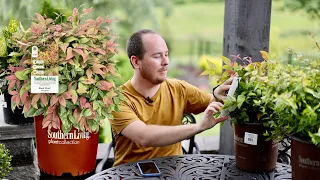 Adding Southern Living Plant Collection Shrubs to The Southerner's Northern Garden