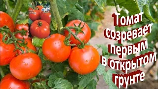 Ну,просто супер- Ранний сорт томата САНЬКА в открытом грунте. Плюсы и минусы. Буду ли я сажать еще