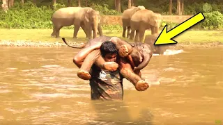 Man rescues drowning baby elephant, then herd does something unexpected