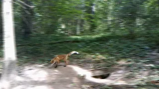 Trail cam highlights: Foxes and hares, marten hunting for squirrels.