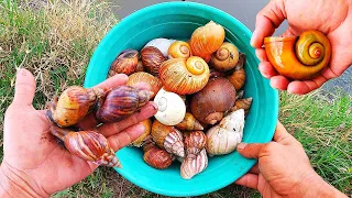 HUNTING! FUN, Searching and Finding Golden Snail Snails, Snails, Conch Shells & Albino Snails