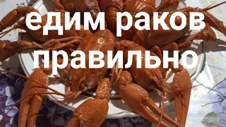 Правильно едим раков