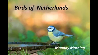 Monday Morning Birds of Netherlands  / Nature Background Noise