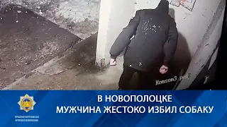 В Новополоцке мужчина жестоко избил собаку