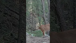 Mountain Lion Cougar chirping, calling. Cougar sounds. Spooky sounds