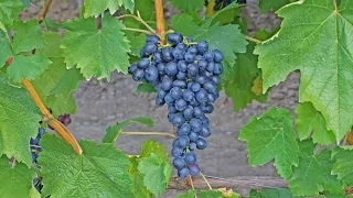 Grapes and grape Attica Jupiter from the United States. Blue grapes