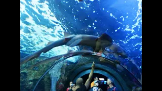 AQUARIUM. LORO PARK. PUERTO DE LA CRUZ. NORTH TENERIFE.