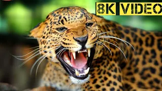 EARTH'S BEAUTY 8K HDR ULTRA HD - Cinematic · 8K VIDEOS HD - Animal Research