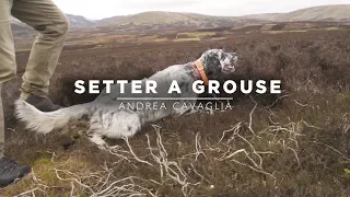Setter a Grouse | English Setter Training in Scotland