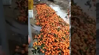 Dumping oranges into the river