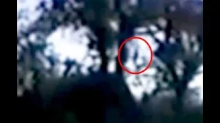 Baby Bigfoot in trees in New York.  Enlarged and stabilized footage.