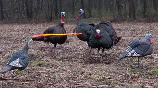 50 Gobblers in 5 Minutes! (ULTIMATE Turkey Hunting Compilation)