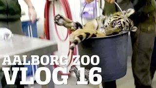 VI MÅ BRUGE GEVÆRET MOD TIGERUNGEN │  HVORFOR HAR EN ZEBRA STRIBER?│ AALBORG ZOO VLOG 16