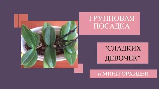 Групповая пересадка двух "сладких девочек" и одной мини орхидеи.