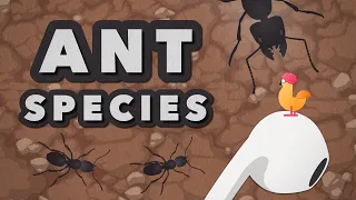 The Biggest Ant in the World - Size Comparison