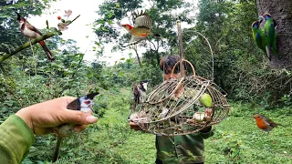 Bẫy Được Chào Mào Mơ 3 Mùa Rừng Và Tổ Cu Rốc | @dantoctaybactv2994