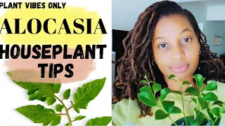 HOW TO KEEP YOUR ALOCASIAS ALIVE! #alocasia #plants #houseplants