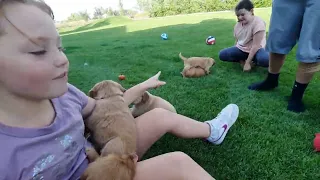 Snake River Goldens: 5 Weeks Old Puppy Playtime