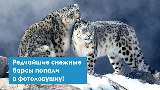 Фотоловушка запечатлела забавные игры трех снежных барсов. Самки и двух подросших котят