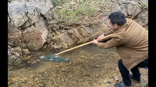 这样抓鱼才过瘾，老乡隔天发现石洞有鱼窝，拿起抄网一只接一只