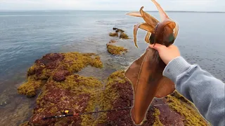 This Rock Has GIANT Squid Everywhere!